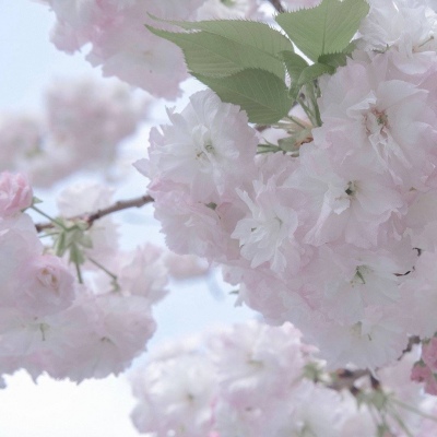 温江FurryQQ群介绍